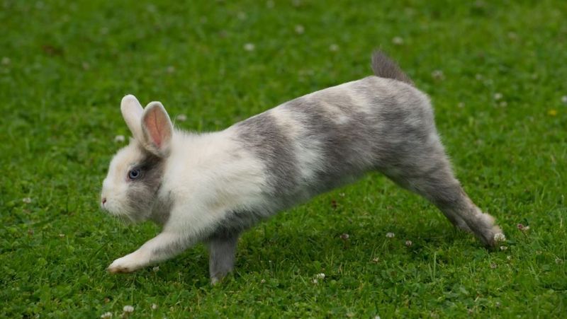 Happy Hopping in Rabbits