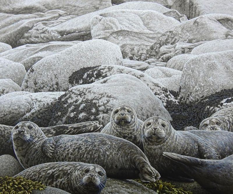 Harbor Seal