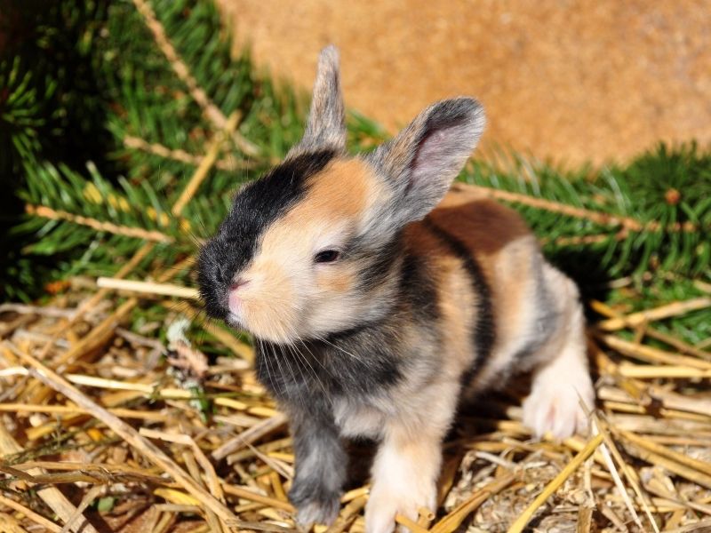Harlequin Rabbit