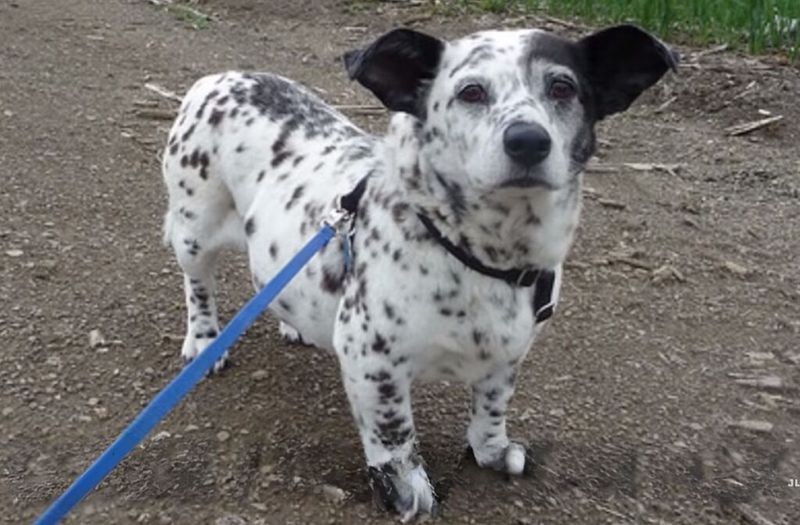 Harley the Corgi-Dalmatian Mix