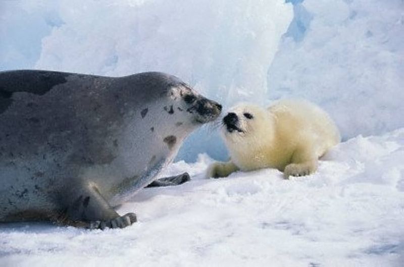 Harp Seal