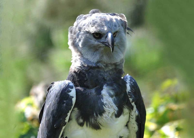 Harpy Eagle