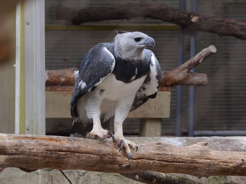 Harpy Eagle