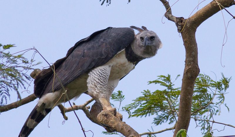 Harpy Eagle