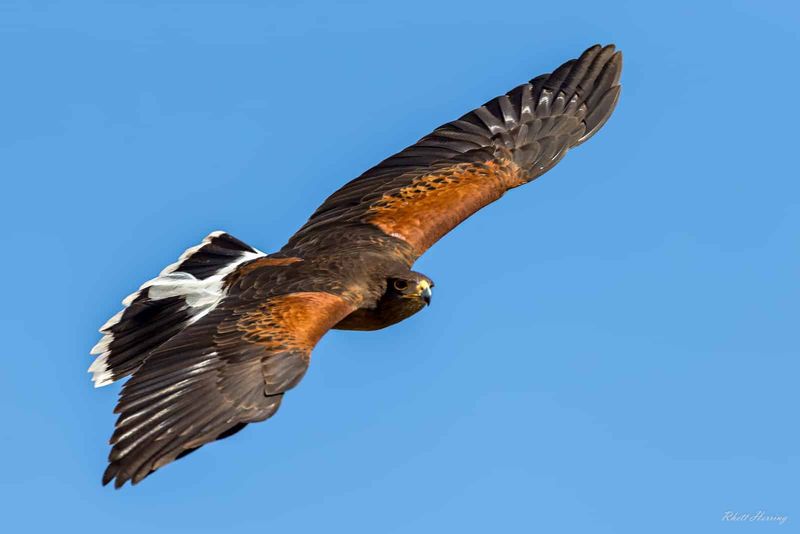 Harris's Hawk