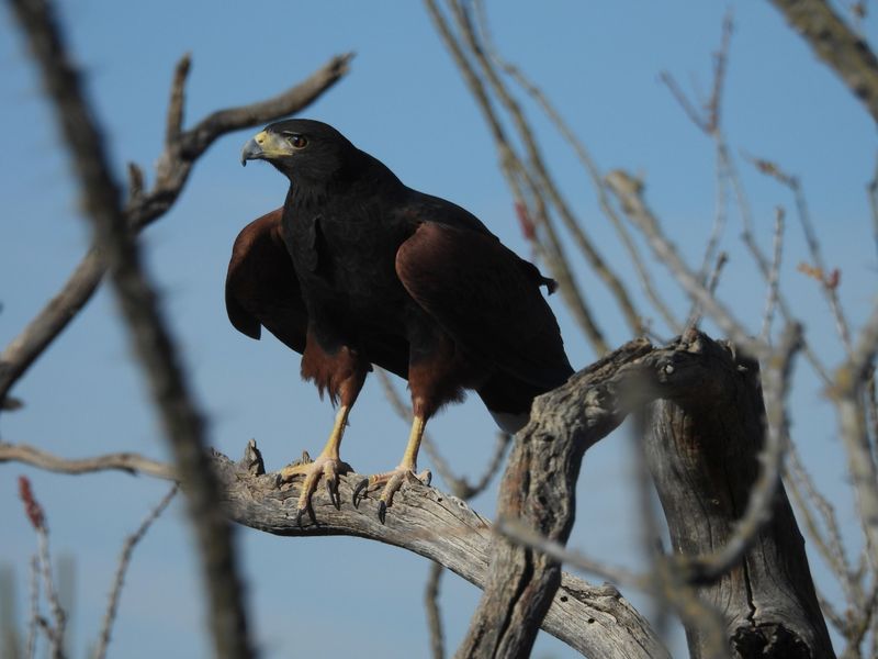 Harris's Hawk