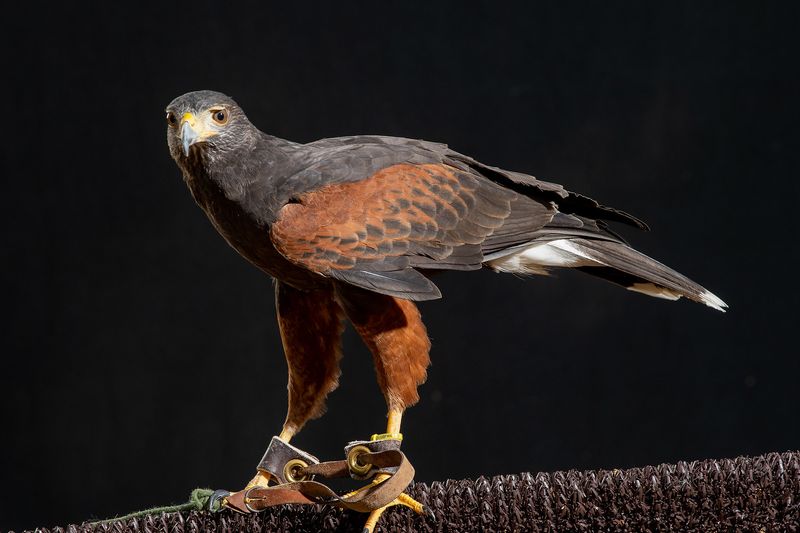 Harris's Hawk