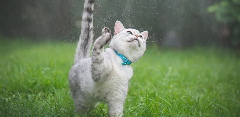 Harsh Weather Conditions