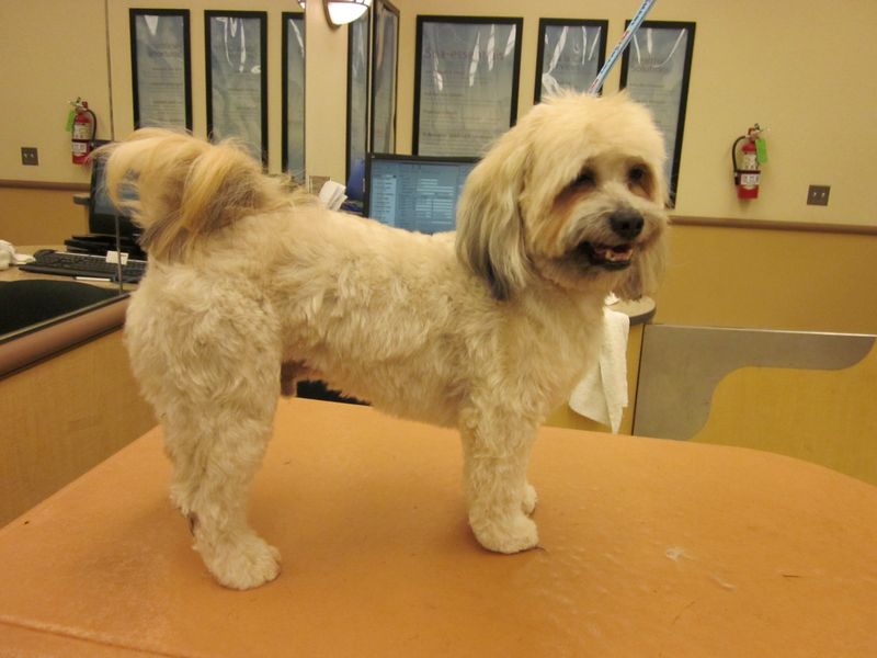 Havanese