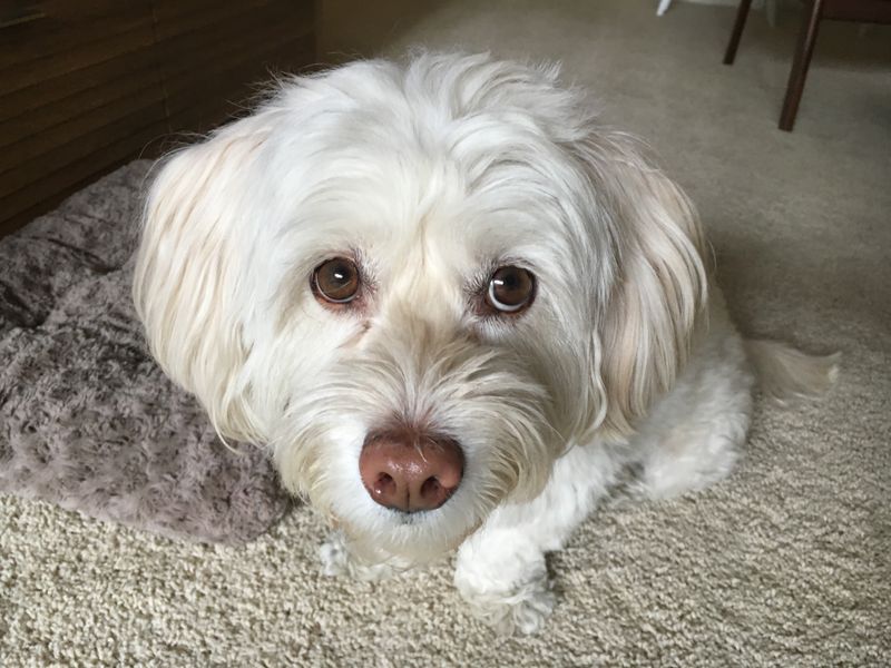 Havanese