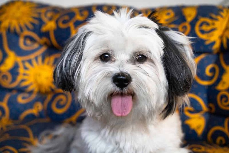 Havanese