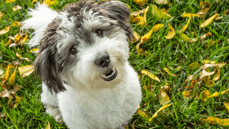Havanese