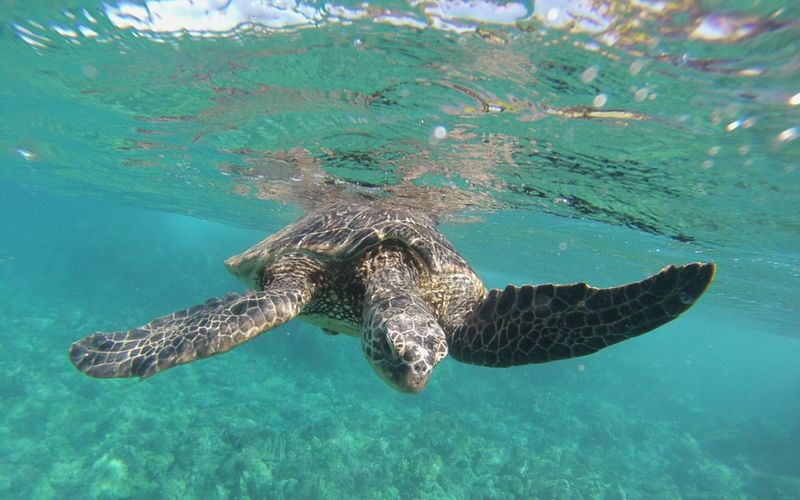 Hawaiian Green Sea Turtle (Honu)