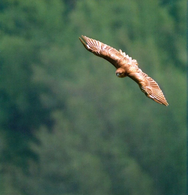 Hawaiian Hawk (‘Io)