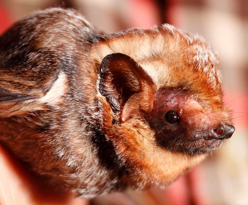 Hawaiian Hoary Bat (‘Ōpe‘ape‘a)