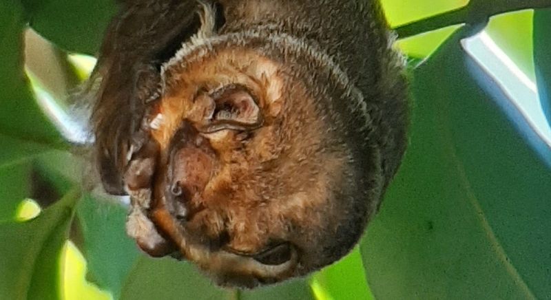 Hawaiian Hoary Bat