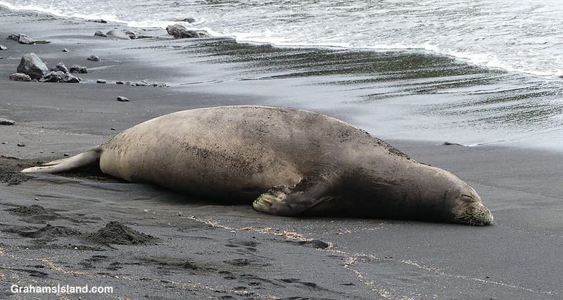 Hawaiian Monk Seal