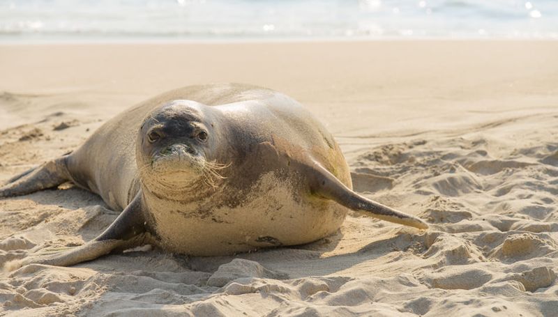 Hawaiian Monk Seal