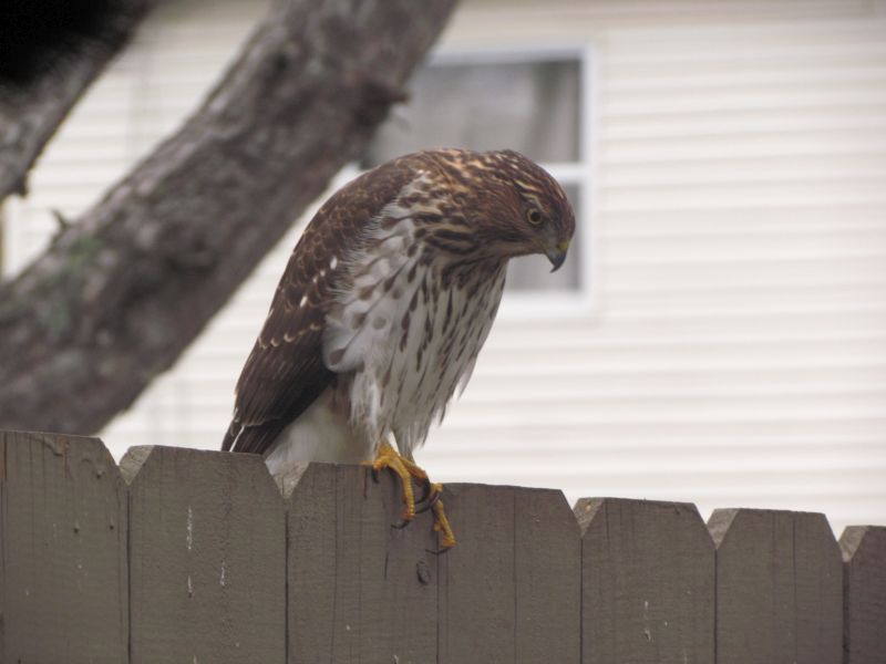 Hawk
