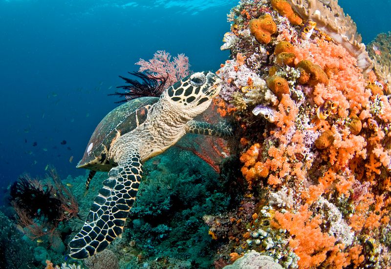 Hawksbill Turtle