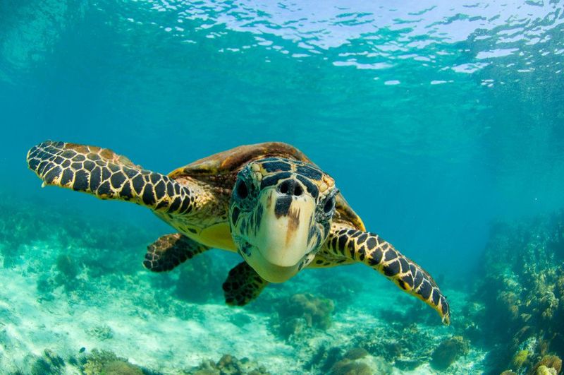 Hawksbill Turtle