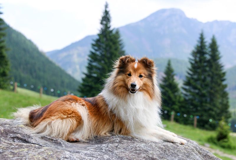 Hazel - Shetland Sheepdog