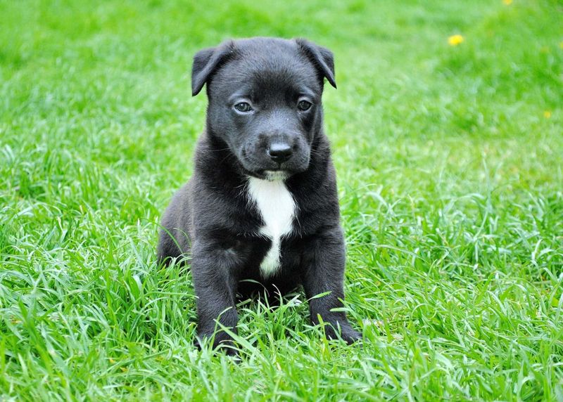 Hazel the Collie-Pitbull Mix