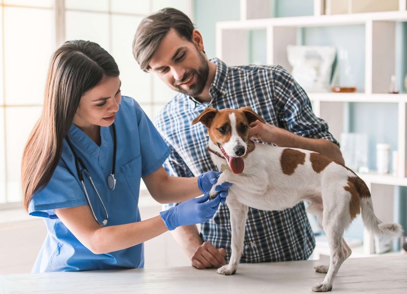 Health and Veterinary Care