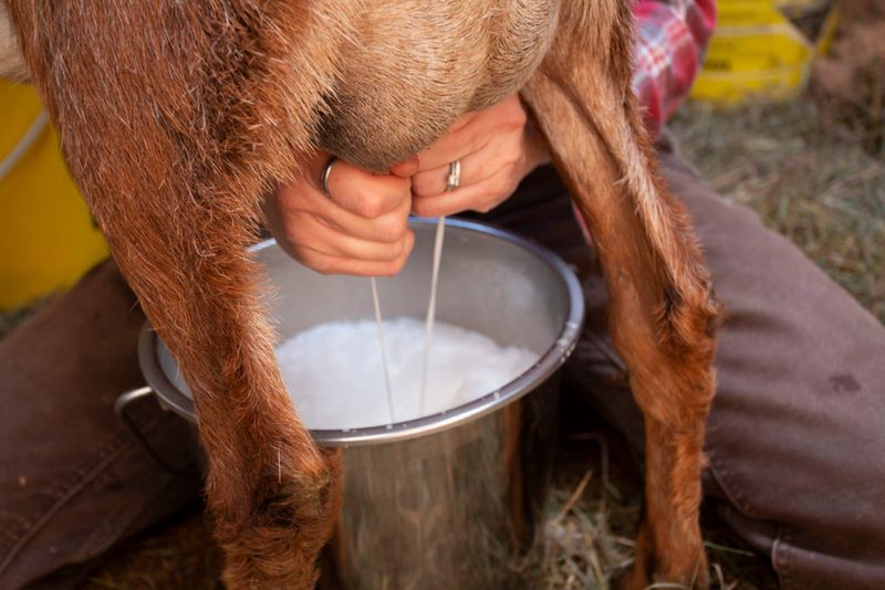 Healthy Milk Production
