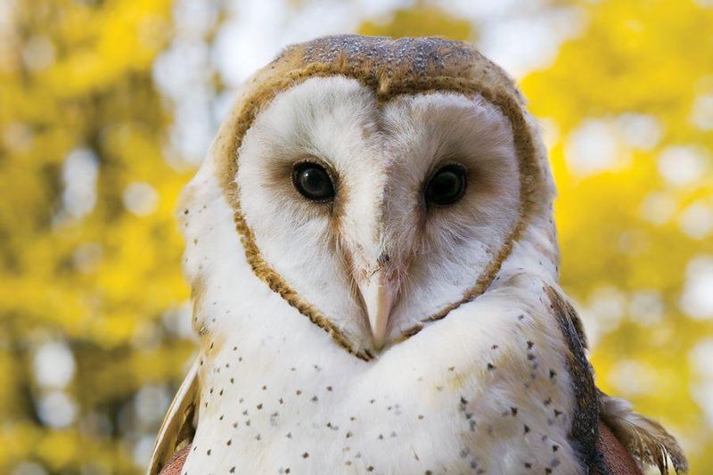 Heart-shaped Face