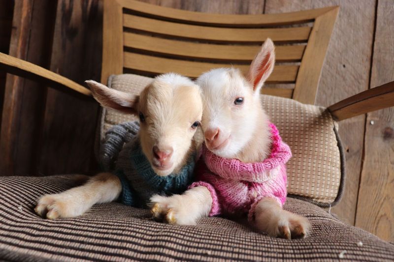 Heartwarming Friendships