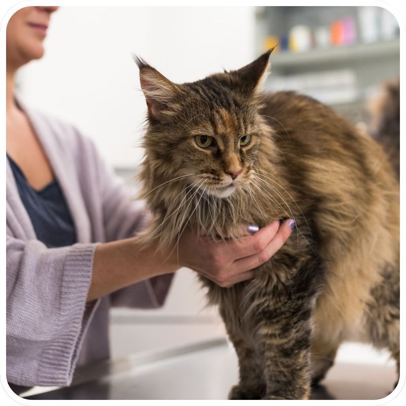 Heartworm Disease in Maine Coons
