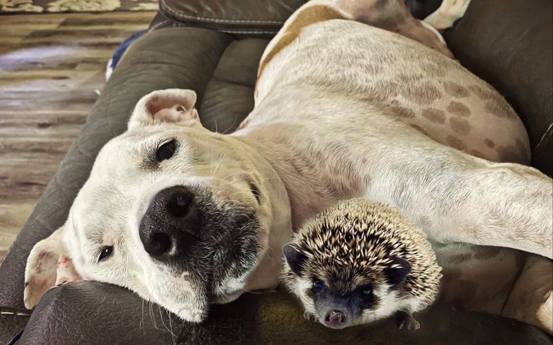 Hedgehog