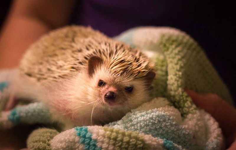Hedgehog