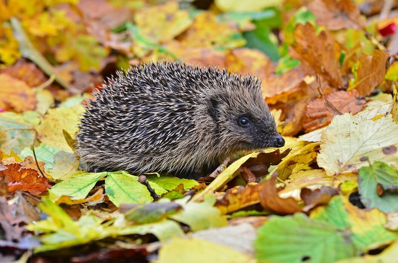 Hedgehog
