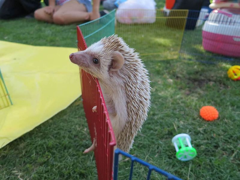 Hedgehog
