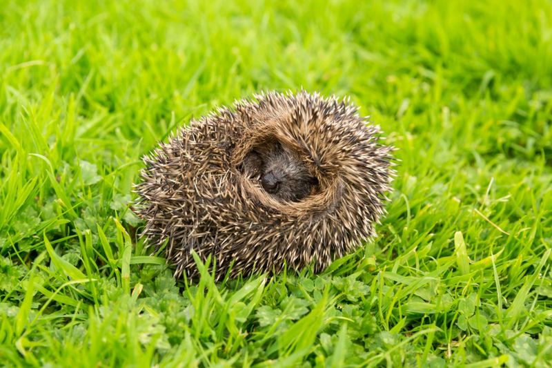 Hedgehogs Roll into Balls