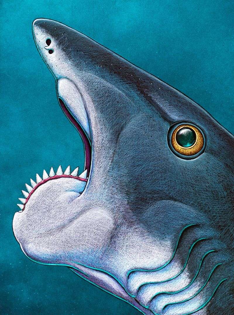 Helicoprion