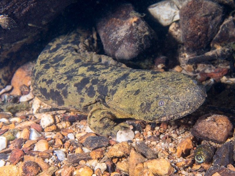 Hellbender Salamander