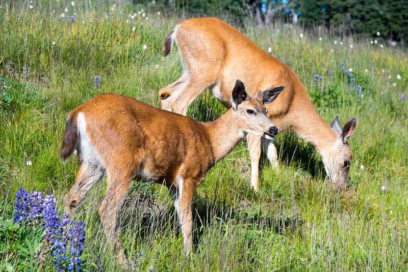 Herbivorous but Opportunistic