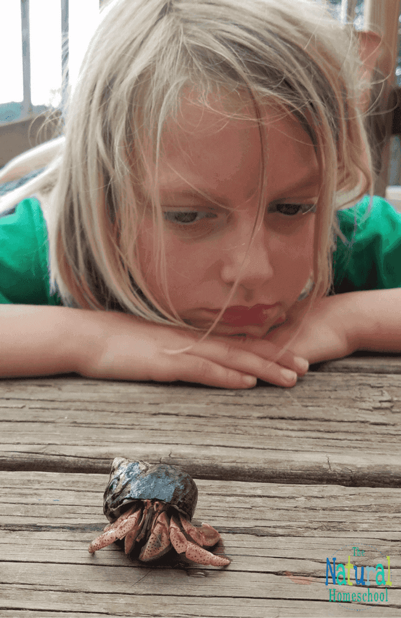 Hermit Crab