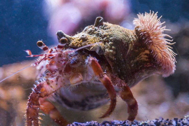 Hermit Crabs and Sea Anemones