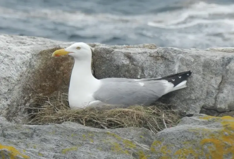 Herring Gull
