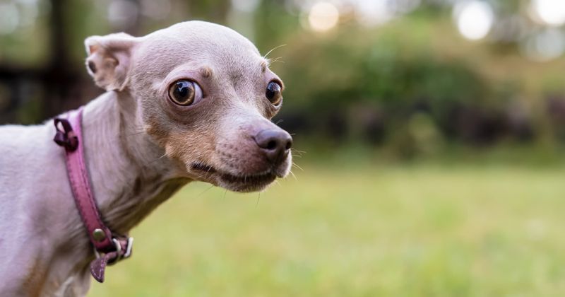 Hesitates to Socialize with Other Dogs