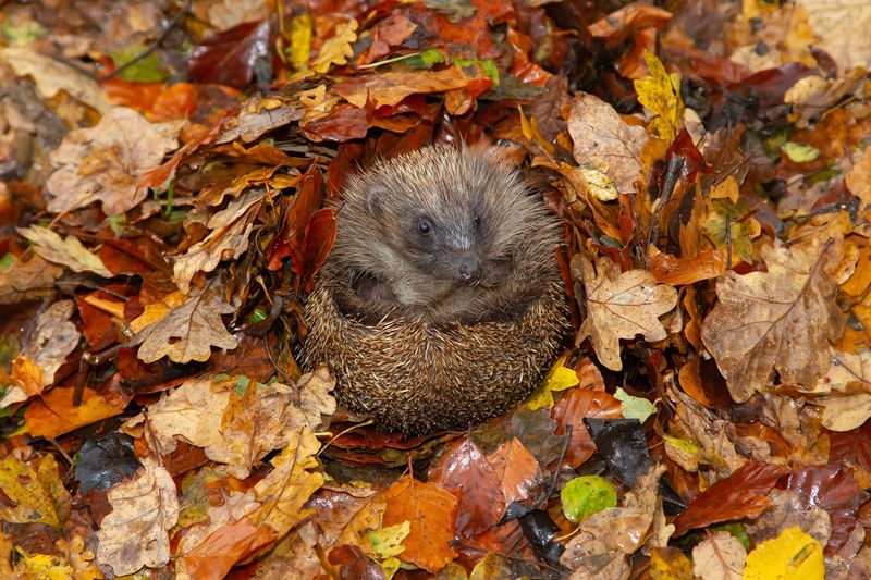 Hibernation Habits