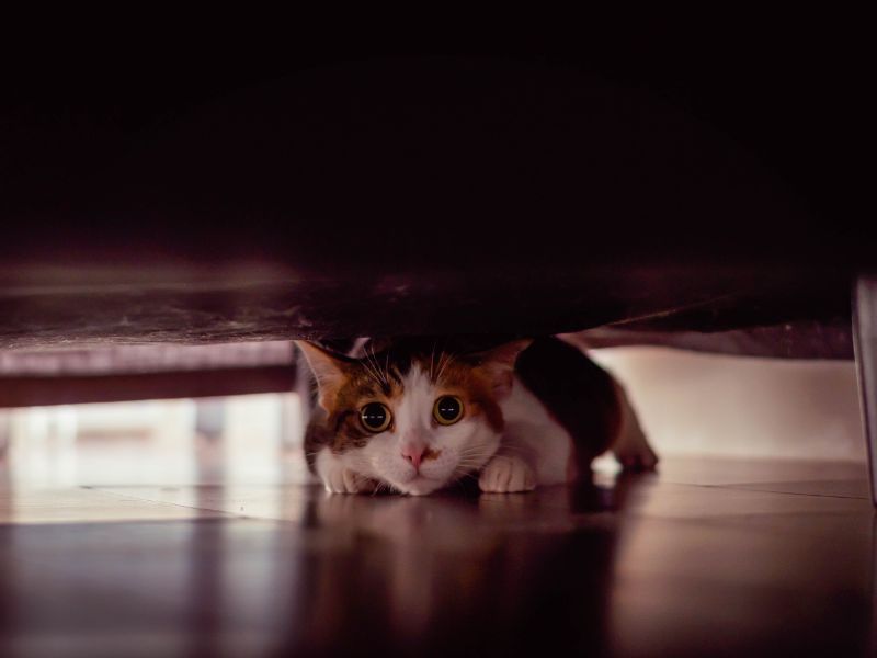 Hiding Frequently