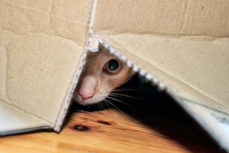 Hiding in Boxes