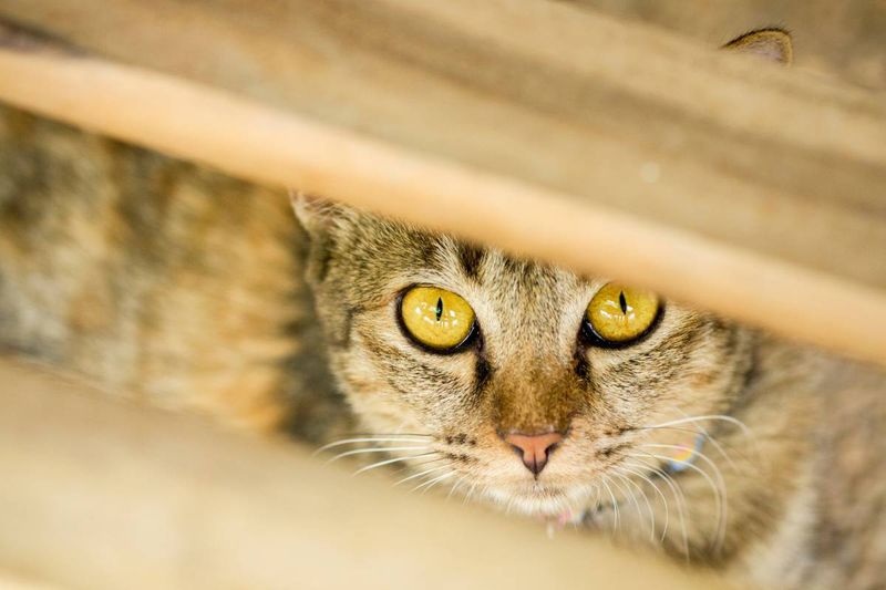 Hiding or Behavior Changes