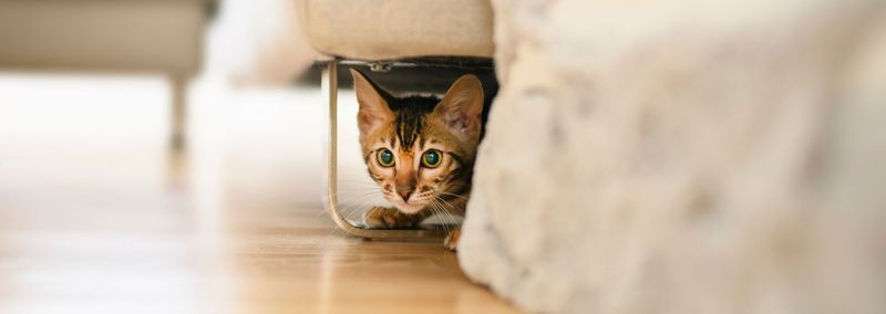 Hiding