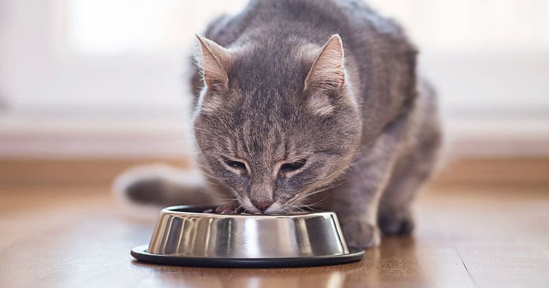 High-Protein, Low-Carb Diet